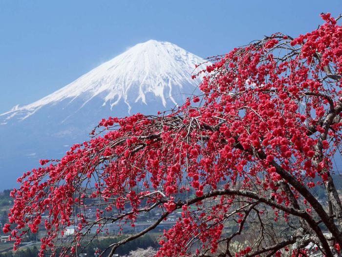 fuji height