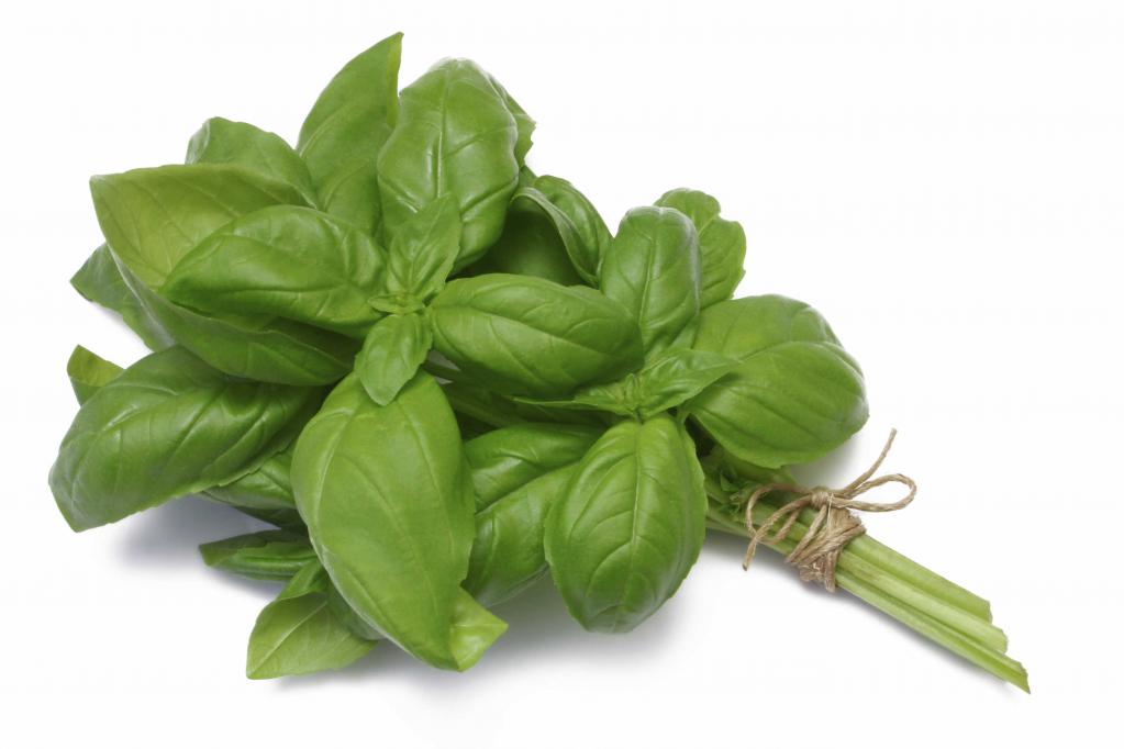 useful properties and contraindications of basil