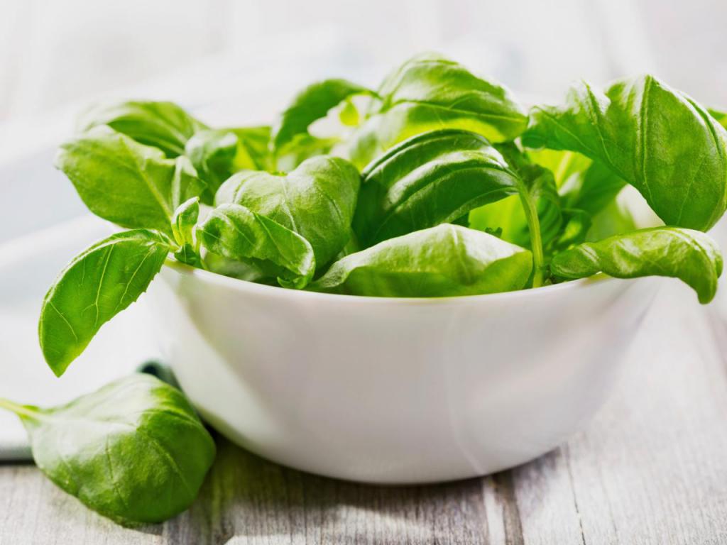 basil useful properties and contraindications for women
