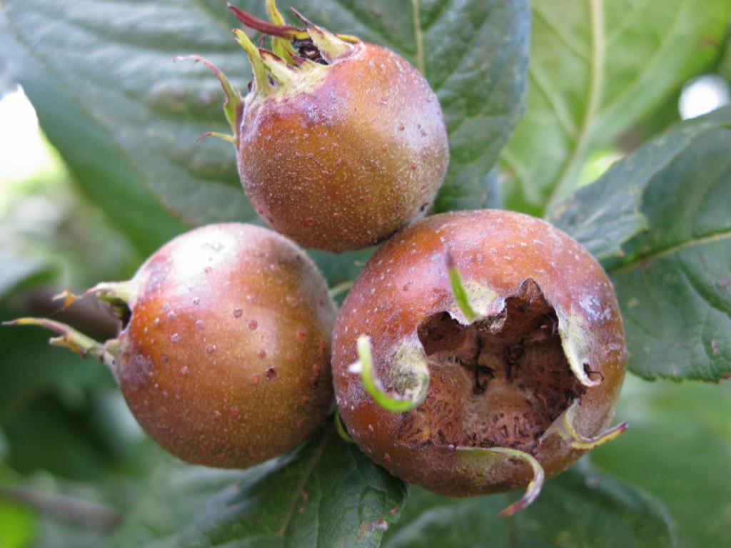 Delicious pink fruit