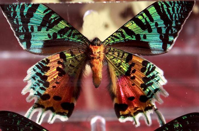 разноцветная бабочка платонов краткое содержание