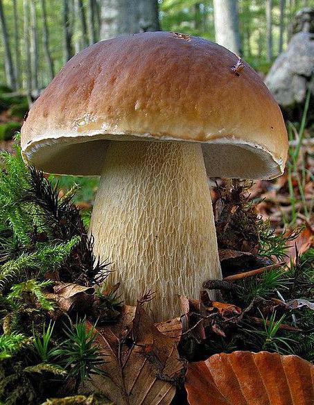 белый гриб сосновый