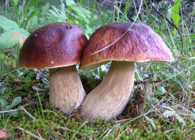 белые грибы в сосновом бору 