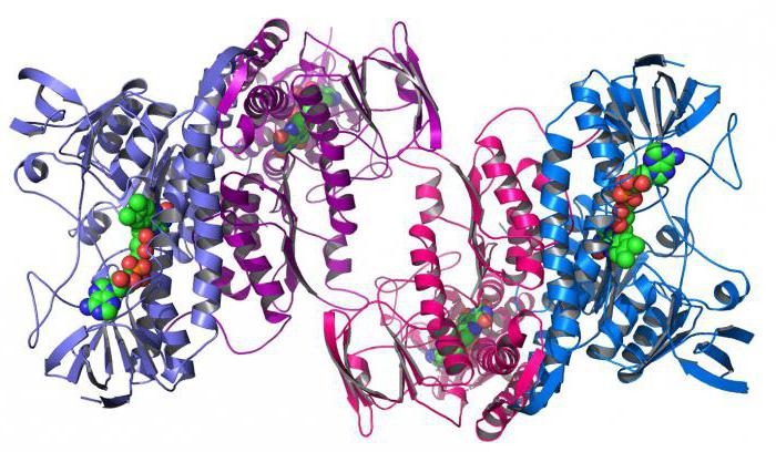 food proteins that enter human blood are antibodies antigens