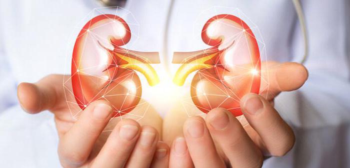 in the kidneys, blood filtration occurs in the convoluted tubules