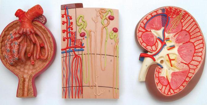 in the kidneys, blood filtration occurs in the pyramids