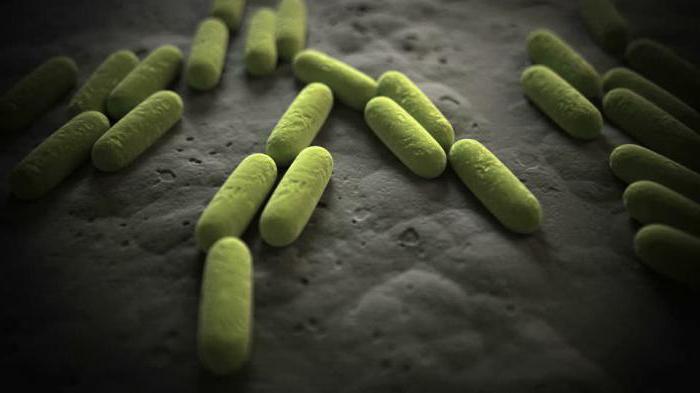 Аэробная среда. Бациллы аэробы. Бактерии Bacillus subtilis. Облигатные анаэробные бактерии. Аэробные и анаэробные бактерии.