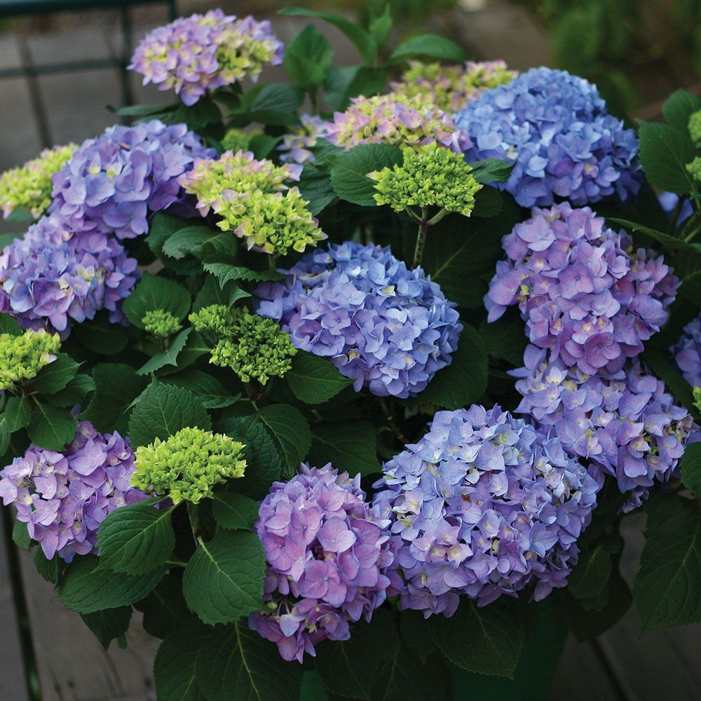 hydrangea photo care