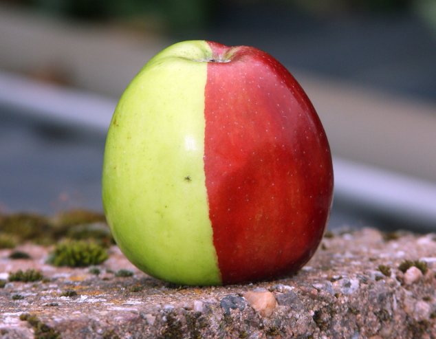 Уникальное яблоко