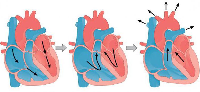 Рассмотрите рисунок с изображением фазы сердечного цикла