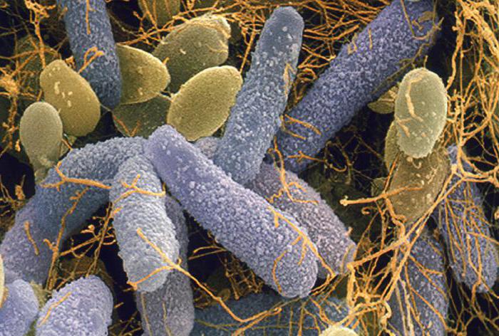 Уксуснокислые бактерии