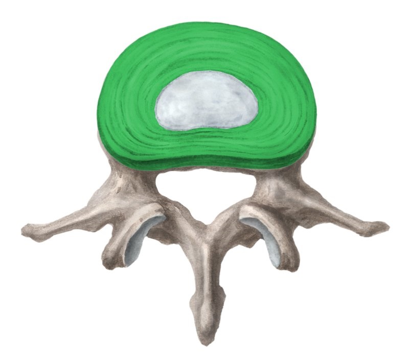 Фиброзное кольцо межпозвоночного диска