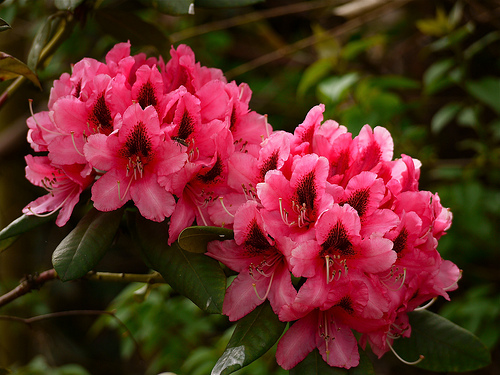 Цветок рододендрон фото уличный