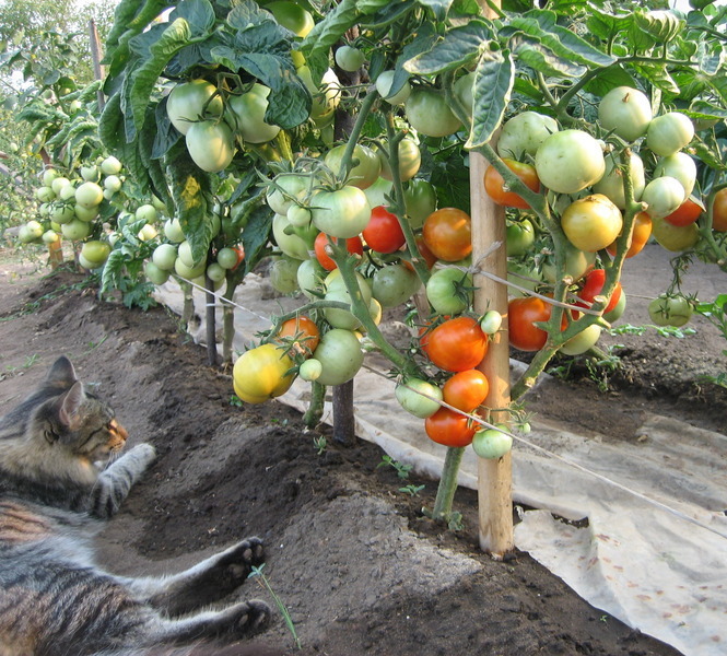 Подвязать помидоры в теплице фото