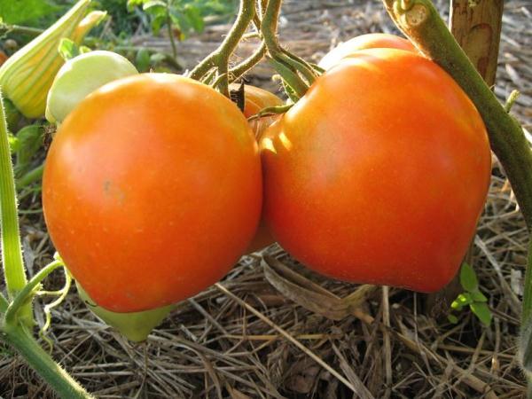 Выращивание томата "буденовка"