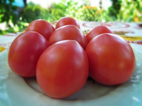 Плоды томата "буденовка"
