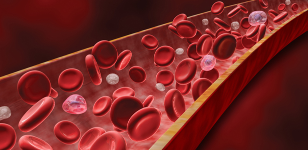 Регуляция кровеносных сосудов