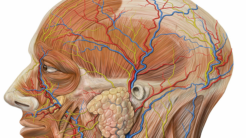 Сосуды на лбу. Кровеносные сосуды мозга. Артерии и вены головного мозга. Кровоснабжение головы. Венозное кровоснабжение головы.