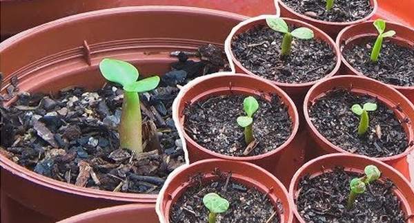 Reproduction of adenium