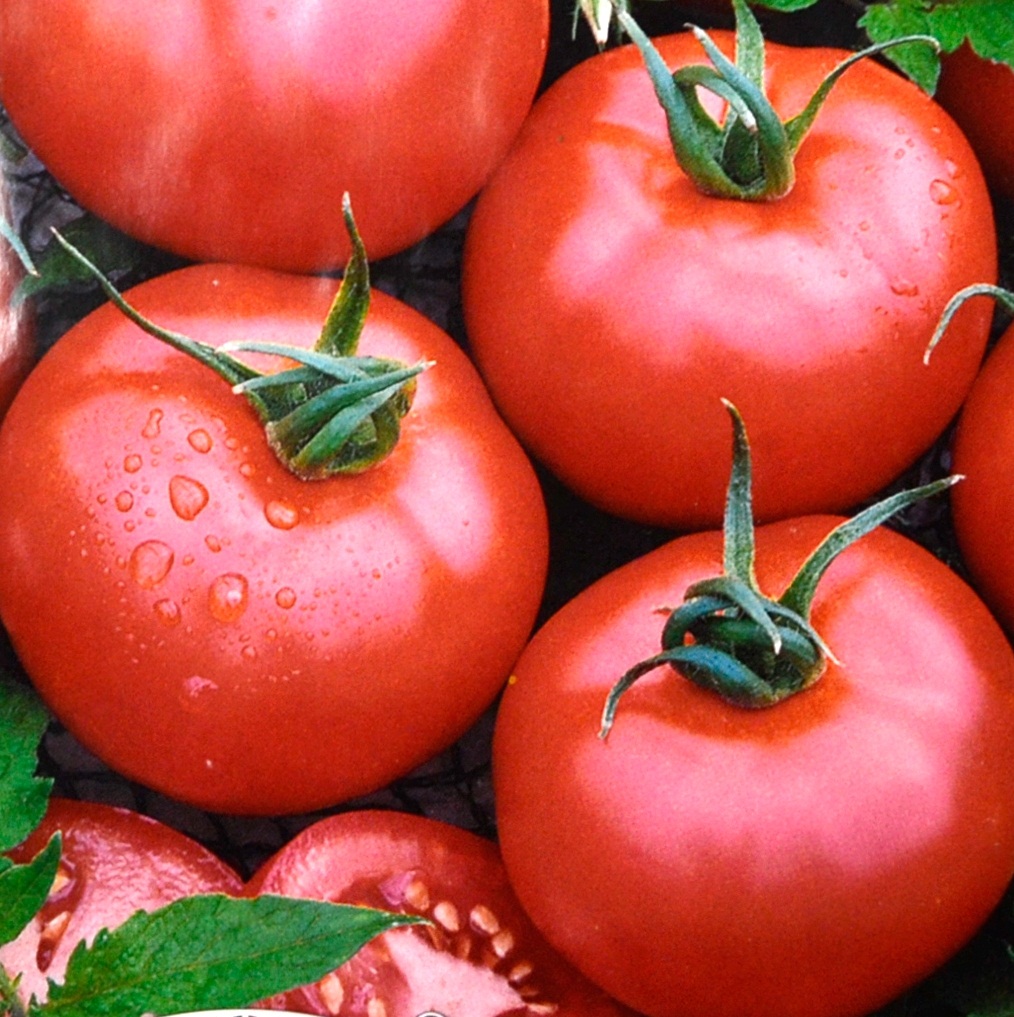 скороспелые сорта томатов «Евпатор F1»