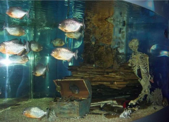 Anapa Aquarium photos and reviews