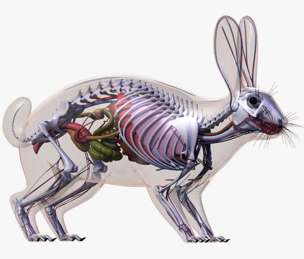 Анатомия кролика