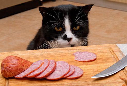 знает кошка чье мясо съела смысл