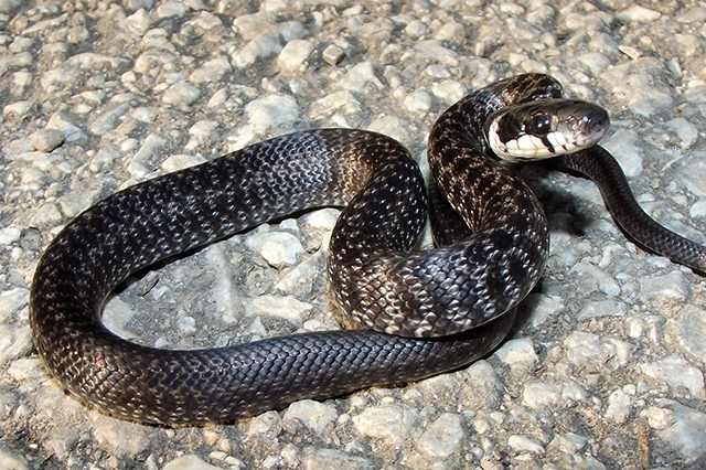Фото полоза змеи в краснодарском крае