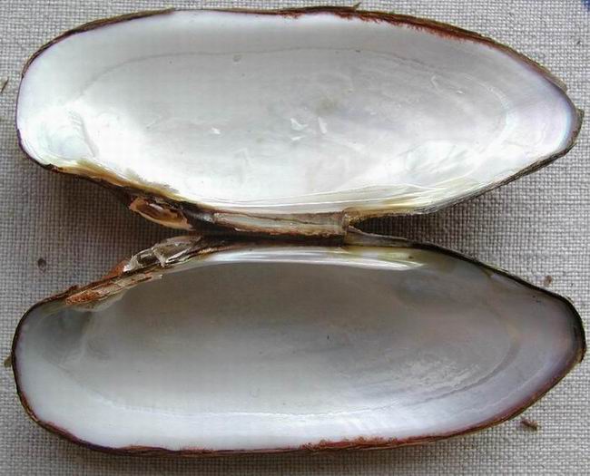 Раковины речных моллюсков фото и названия