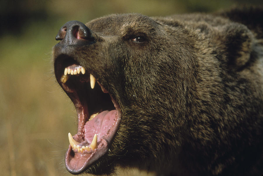 Какая скорость у медведя км ч. Северная Америка медведь Гризли. Медведь Гризли скорость бега. Медведь Гризли злой. Ursus arctos horribilis.