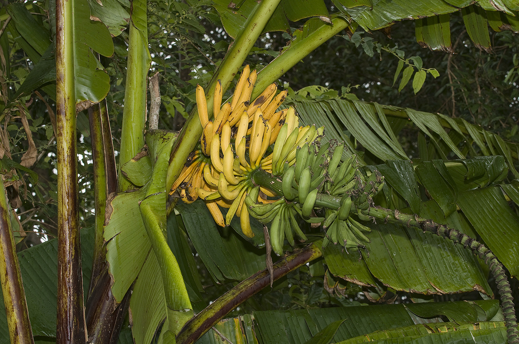 Musa banksii