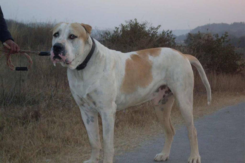 Pakistan mastiff