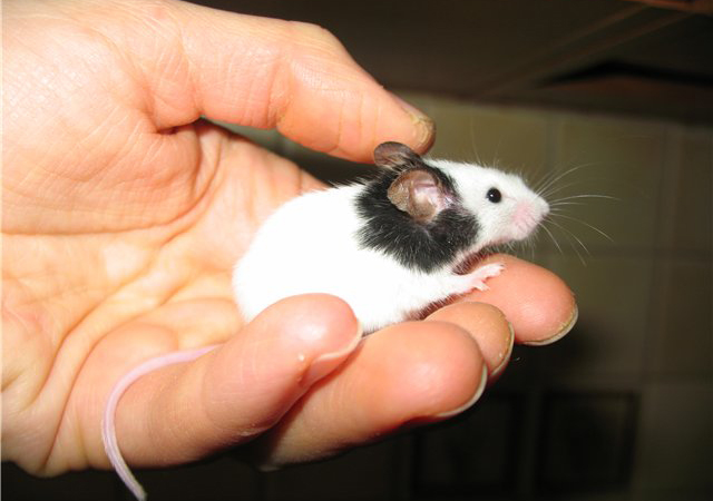 Мышь на руке