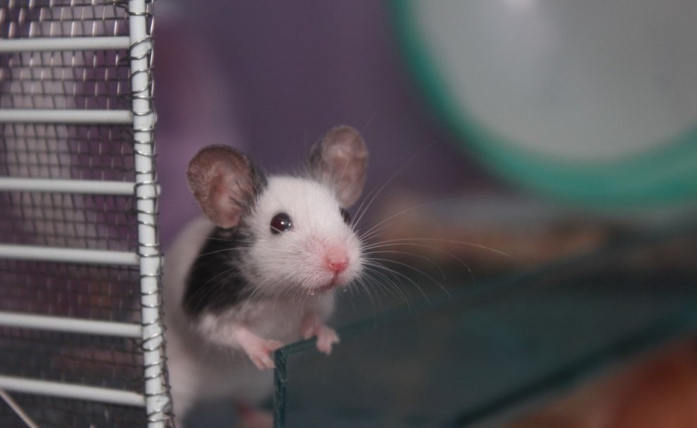 Мышь в террариуме