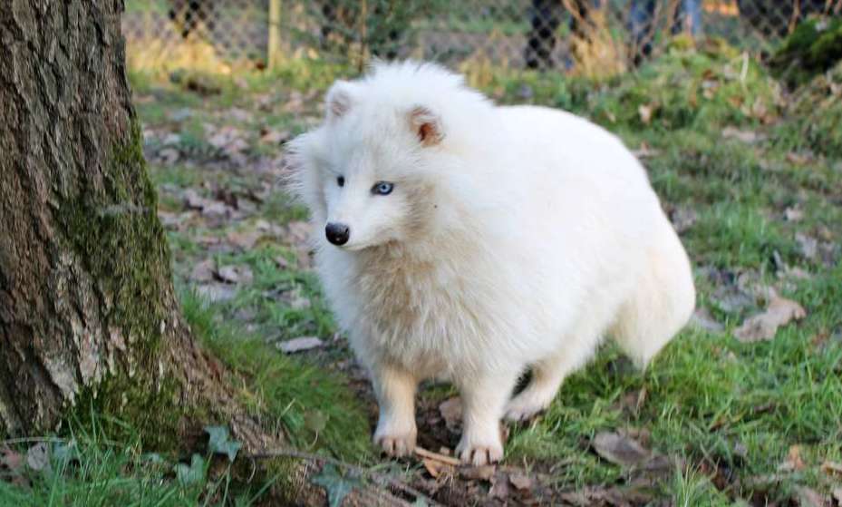 Енотовидная собака-альбинос
