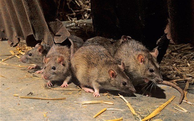 эффективная борьба с крысами