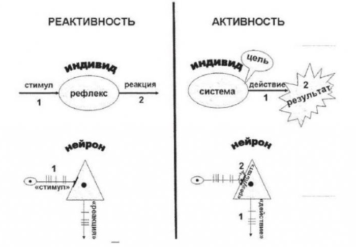 согласно теории функциональных систем инициирует поведение человека