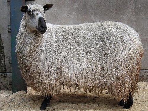 what is wool laster yarn