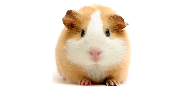 Guinea pig breeds with photos