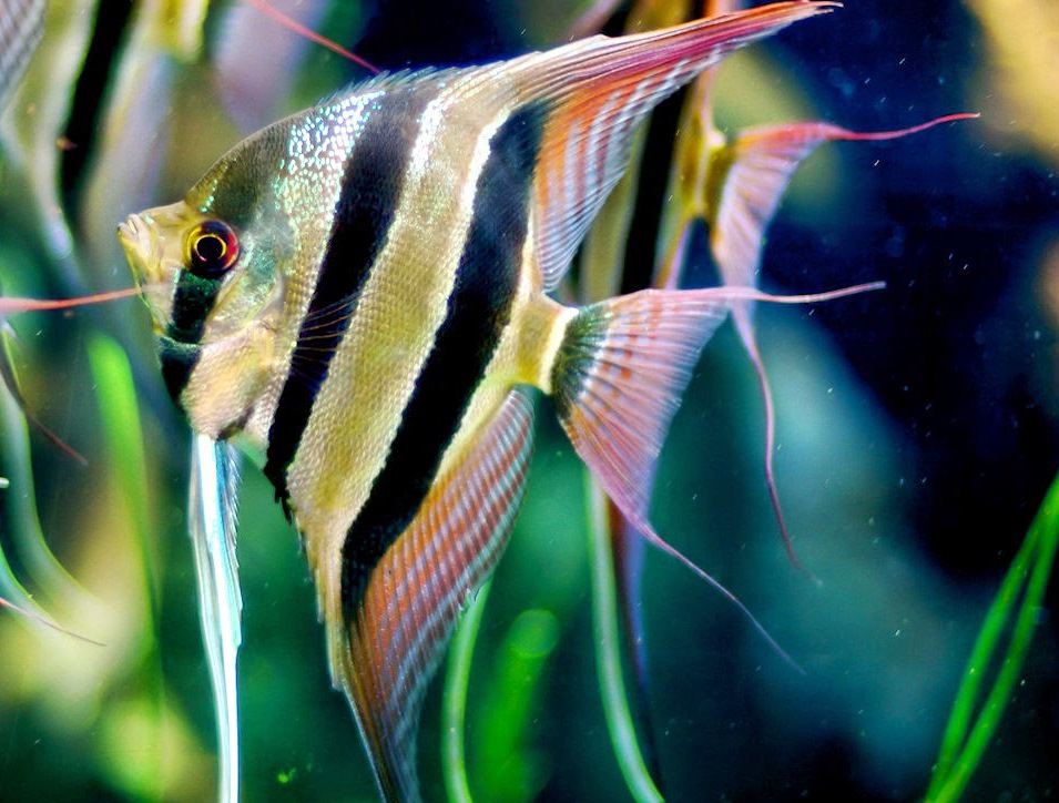 Скалярии аквариумные рыбки фото с названием
