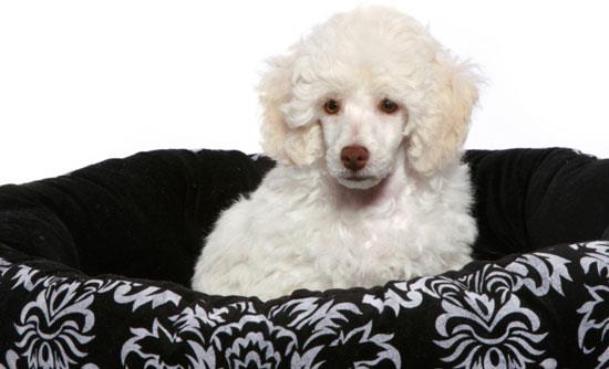 dwarf poodle description