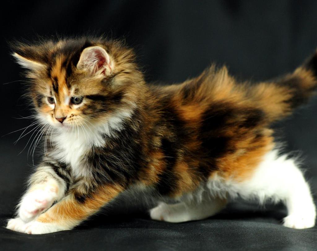 Гладкошерстные коты породы фото и названия