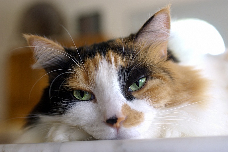 Трехцветная кошка с пушистым хвостом фото