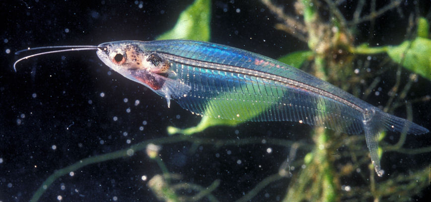 аквариумные рыбки сомики виды фото
