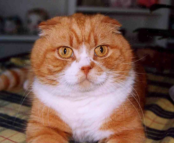 рыжий шотландский вислоухий котенок