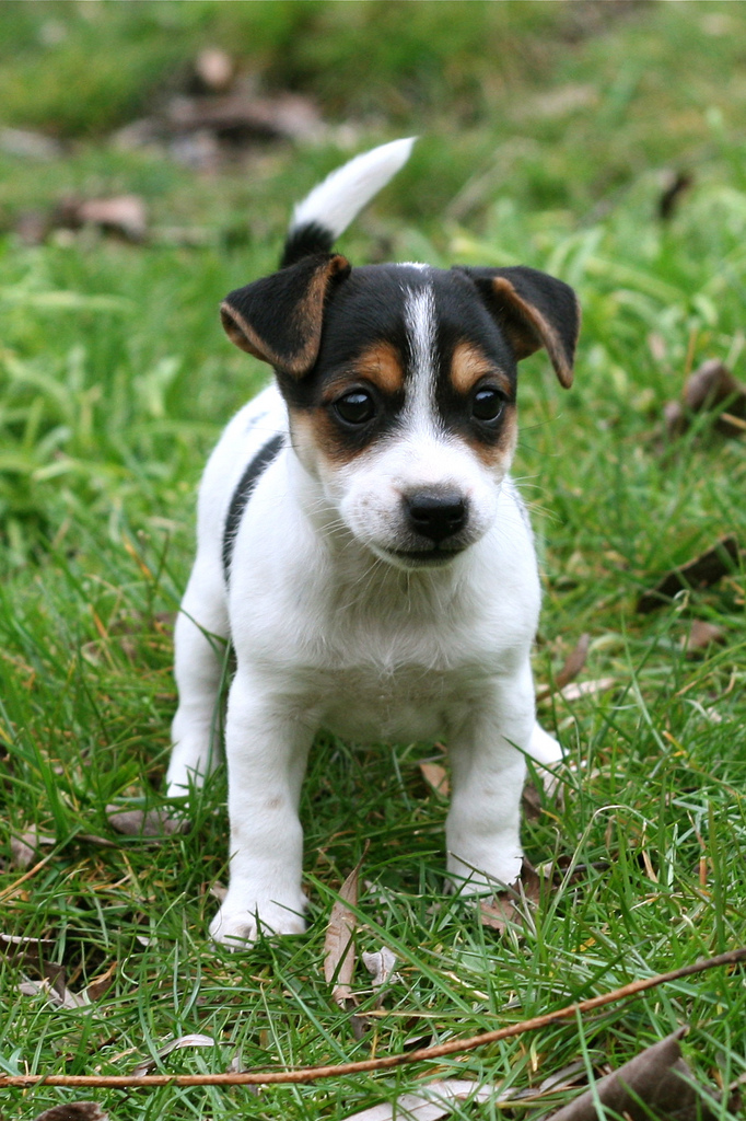 rat terrier reviews