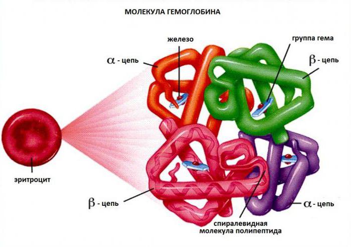 В состав молекулы гемоглобина входит двухвалентный катион thumbnail