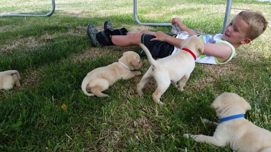 Children and puppies Labrador