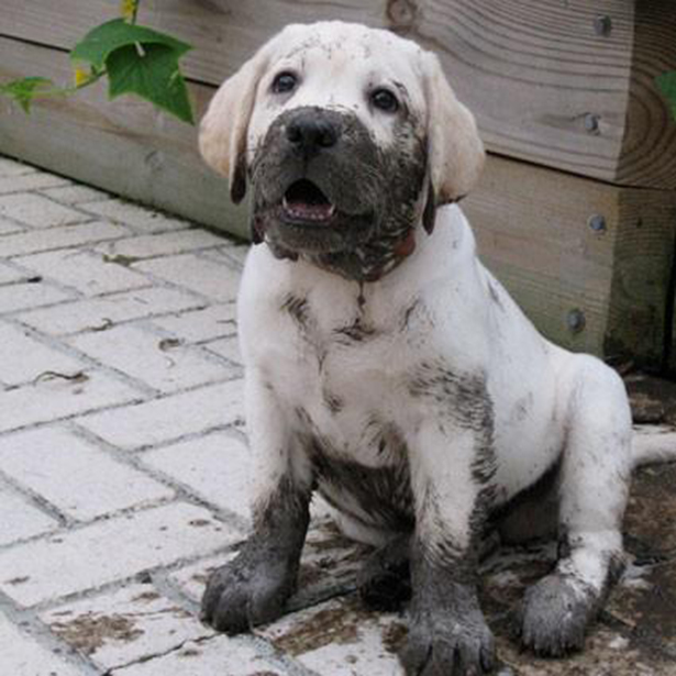 Labrador puppy in the mud