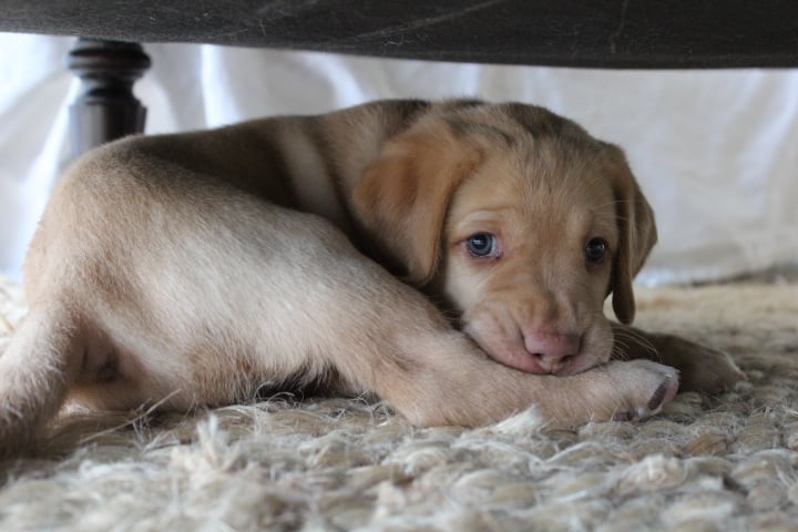 Puppy in a new place